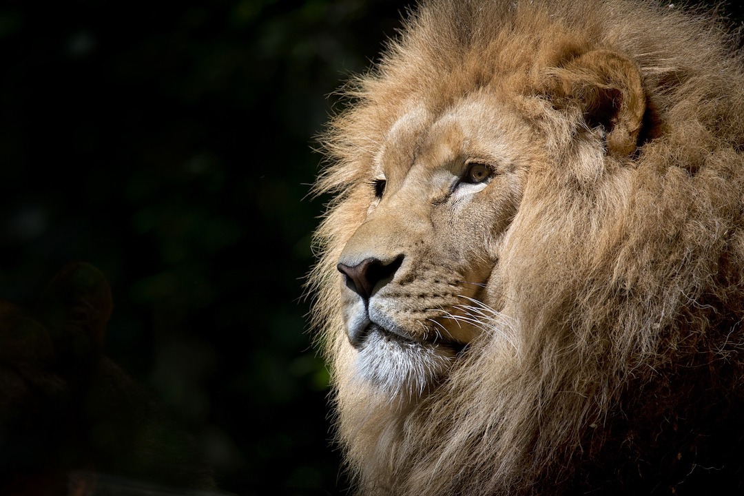 Lion partial profile face